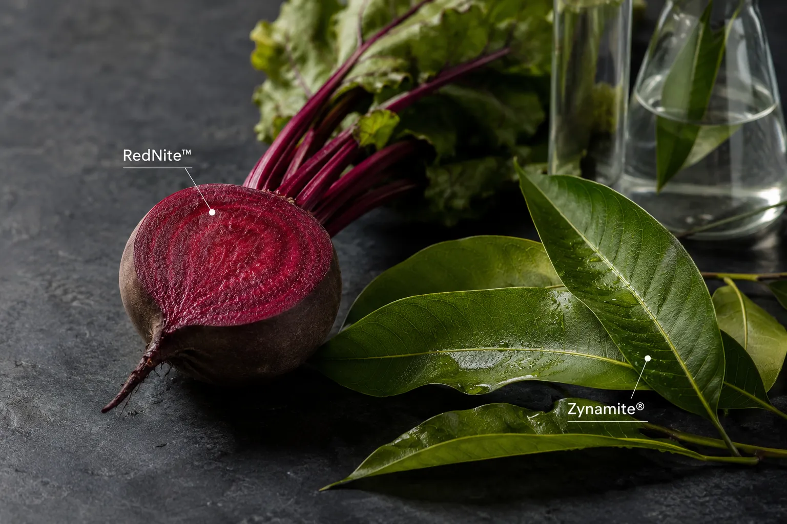 RedNite™ extrait betterave rouge et Zynamite® extrait manguier, ingrédients brevetés Power Up V2